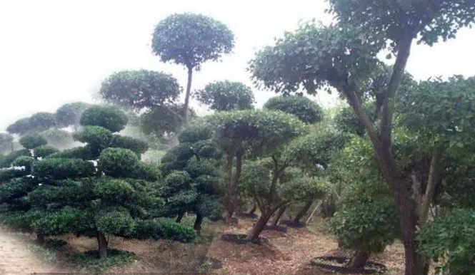 造型樹(shù)、景觀(guān)造型樹(shù)